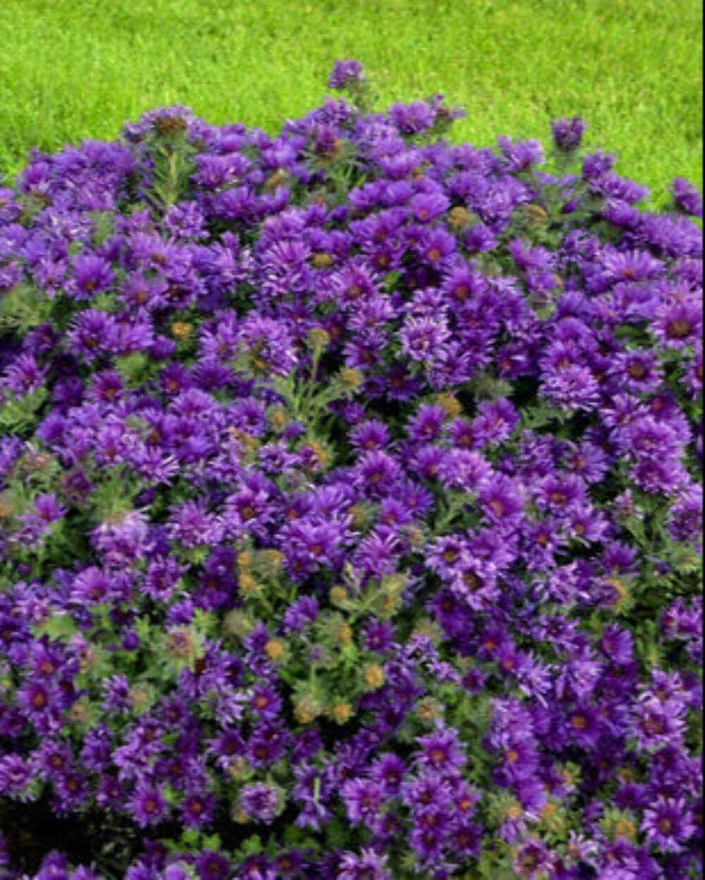 Perennial Farm Aster Novae-Angliae 'Grape Crush' (New England Aster) – Live Perennial in #1 Container, Deep Purple Blooms, Upright Habit, Pollinator Friendly, Great for Borders & Meadow Gardens