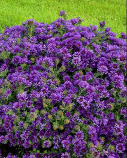 Perennial Farm Aster Novae-Angliae 'Grape Crush' (New England Aster) – Live Perennial in #1 Container, Deep Purple Blooms, Upright Habit, Pollinator Friendly, Great for Borders & Meadow Gardens