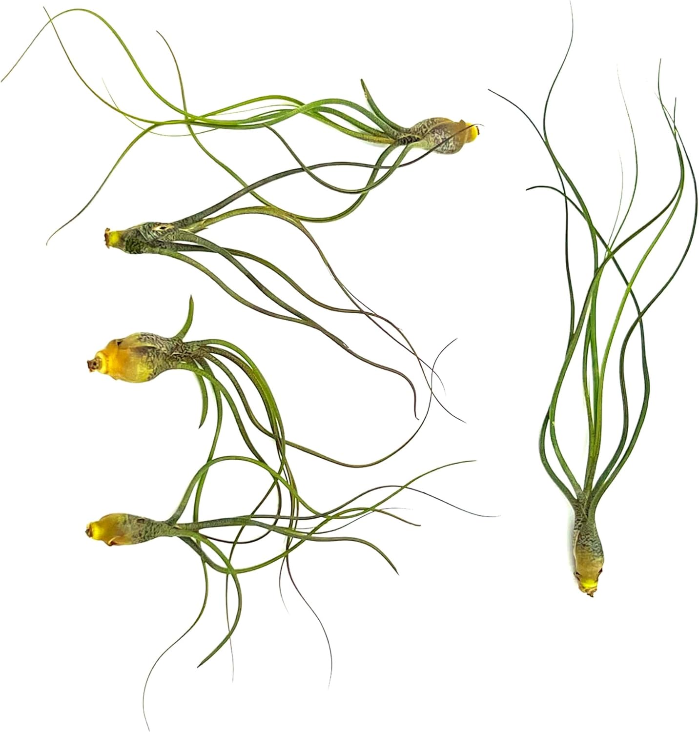 ragnaroc Live Air Plants - Tillandsia Butzii, Jumbo 7-9" - 5ct - Live Arrival Guaranteed - House Plants for Home Decor & Gift