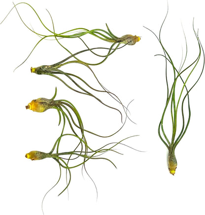 ragnaroc Live Air Plants - Tillandsia Butzii, Jumbo 7-9" - 5ct - Live Arrival Guaranteed - House Plants for Home Decor & Gift