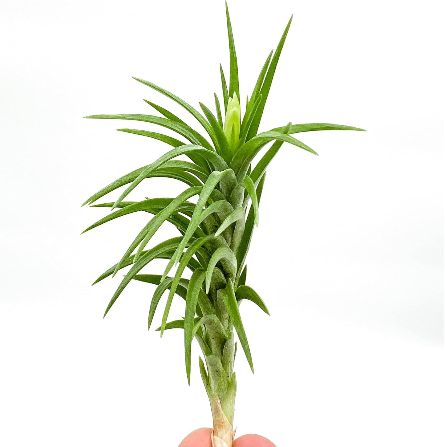 ragnaroc Live Air Plants – Tillandsia Araujei, Large 5” – 1ct – Live Arrival Guaranteed – House Plants for Home Décor & Gift