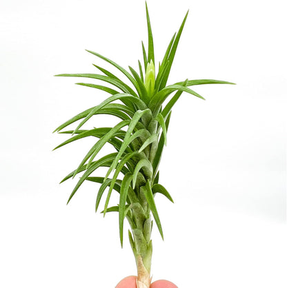 ragnaroc Live Air Plants – Tillandsia Araujei, Large 5” – 1ct – Live Arrival Guaranteed – House Plants for Home Décor & Gift