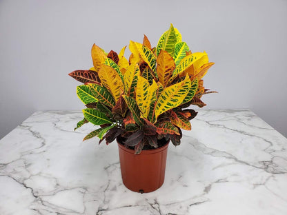 Croton Petra Plant - Tropical Foliage Plant Live - Overall Height 20" to 24" - Tropical Plants of Florida