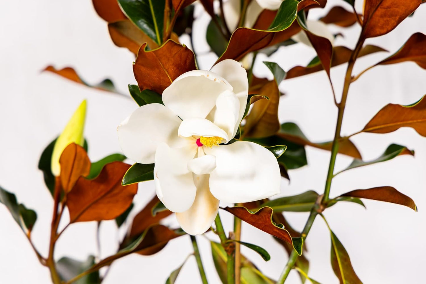 Magnolia Tree Little Gem Variation, Live Plant, Magnolia Flower, 3-4 Feet Tall, Low Maintenance Plant Perfect for Home Growers, Southern Landscaping, by The Magnolia Company, Cannot Ship to CA