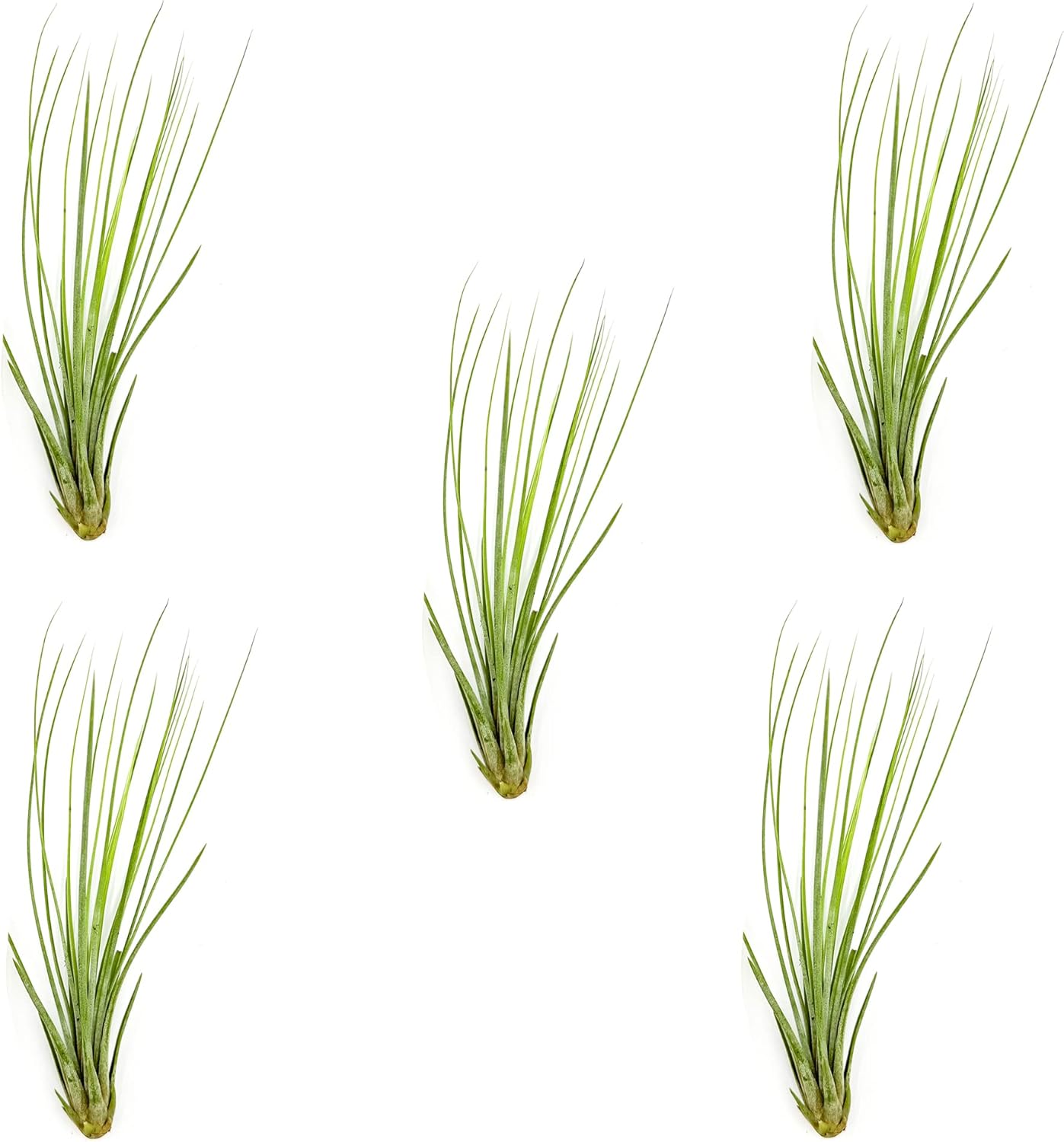 ragnaroc Air Plants - Tillandsia Juncea, Jumbo 8-12" - 5ct - Live Arrival Guaranteed - House Plants for Home Decor & Gift