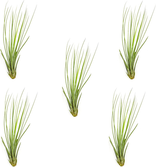 ragnaroc Air Plants - Tillandsia Juncea, Jumbo 8-12" - 5ct - Live Arrival Guaranteed - House Plants for Home Decor & Gift