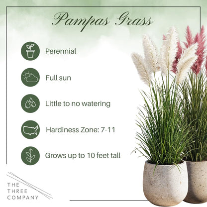 Ornamental Assorted Pink and White Grass (2 Plants Per Pack) - Live Decorative Plant - 12" Tall by 6" Wide in 1.5 Qt Pot