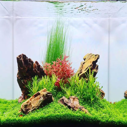 Mainam Dwarf Baby Tears Hemianthus Callitrichoides Tissue Culture US Nursery Live Aquarium Plants Decorations Freshwater Fish Tank Aquatic Plant3 Days Pond Tropical