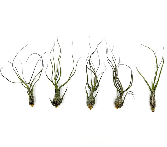 ragnaroc Live Air Plants - Tillandsia Butzii, Jumbo 7-9" - 5ct - Live Arrival Guaranteed - House Plants for Home Decor & Gift