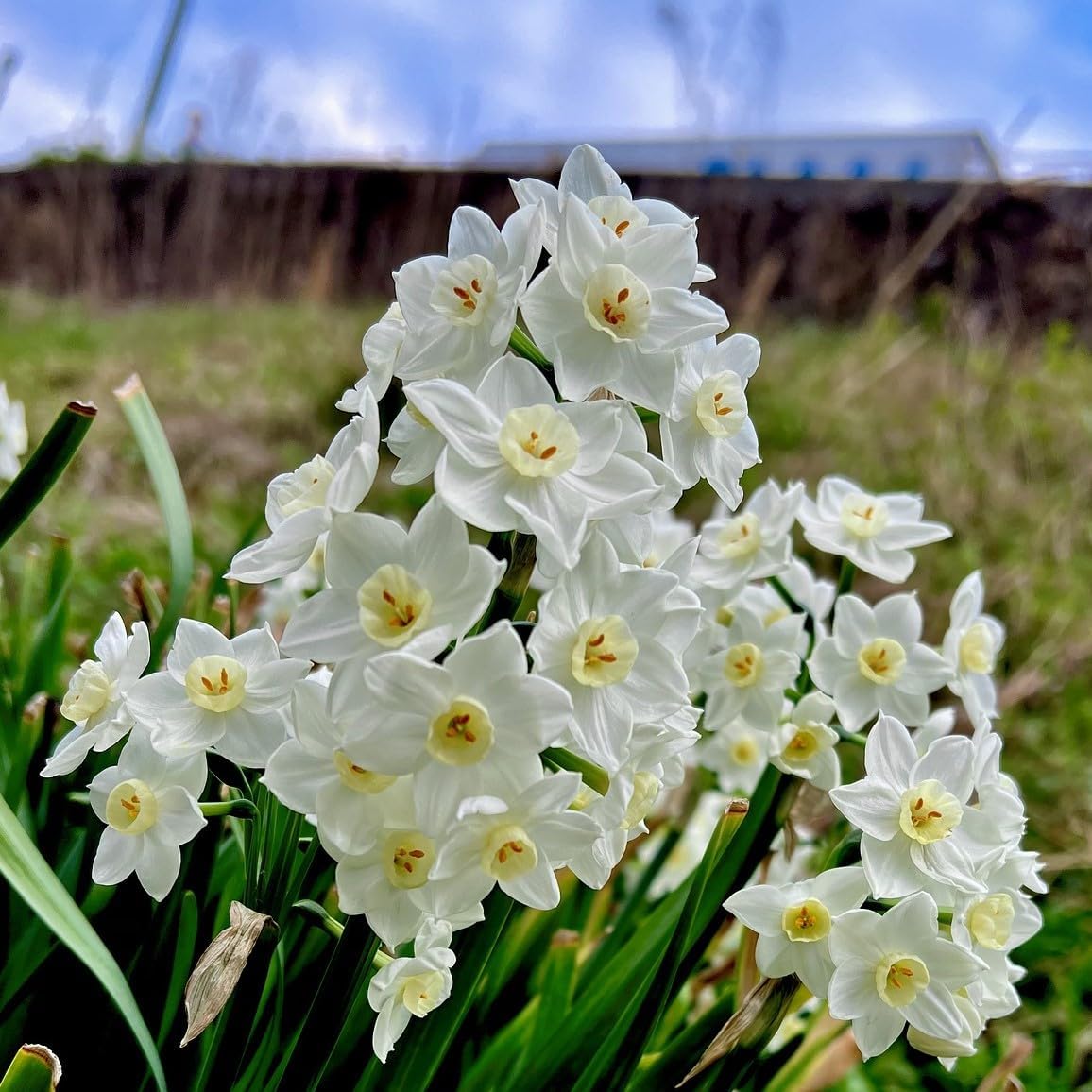 Fantastic Fragrant Paperwhite Narcissus ‘Ziva’ Flowers – 3 Premium Daffodil Bulbs | Easy Indoor or Outdoor Blooms – Attracts Butterflies, Bees & Hummingbirds | Great Gift for Gardeners