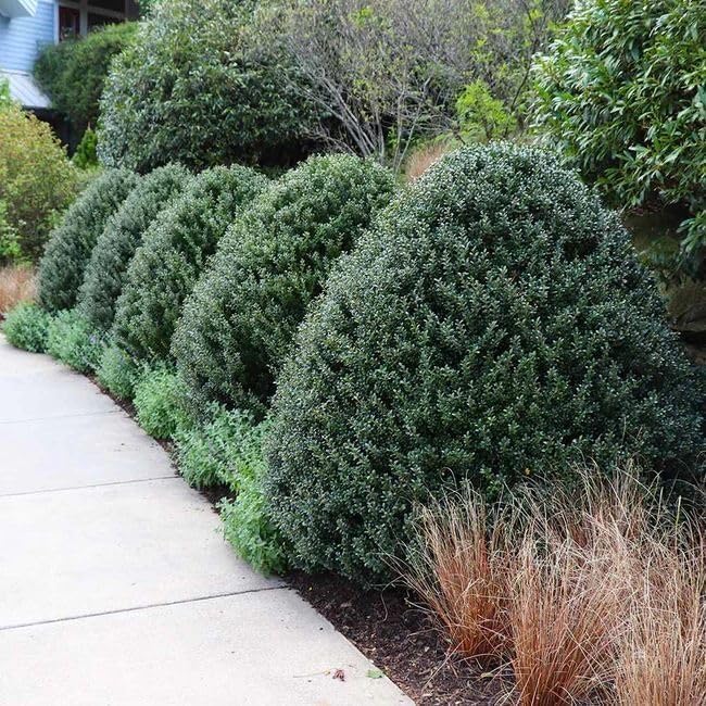 Steeds Holly I 40 Live Plants I Upright Ilex Crenata | Upright Evergreen Shrub for Privacy Screens, Hedges, and Ornamental Landscaping