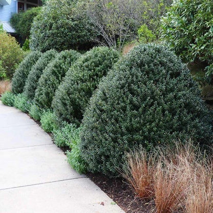 Steeds Holly I 40 Live Plants I Upright Ilex Crenata | Upright Evergreen Shrub for Privacy Screens, Hedges, and Ornamental Landscaping
