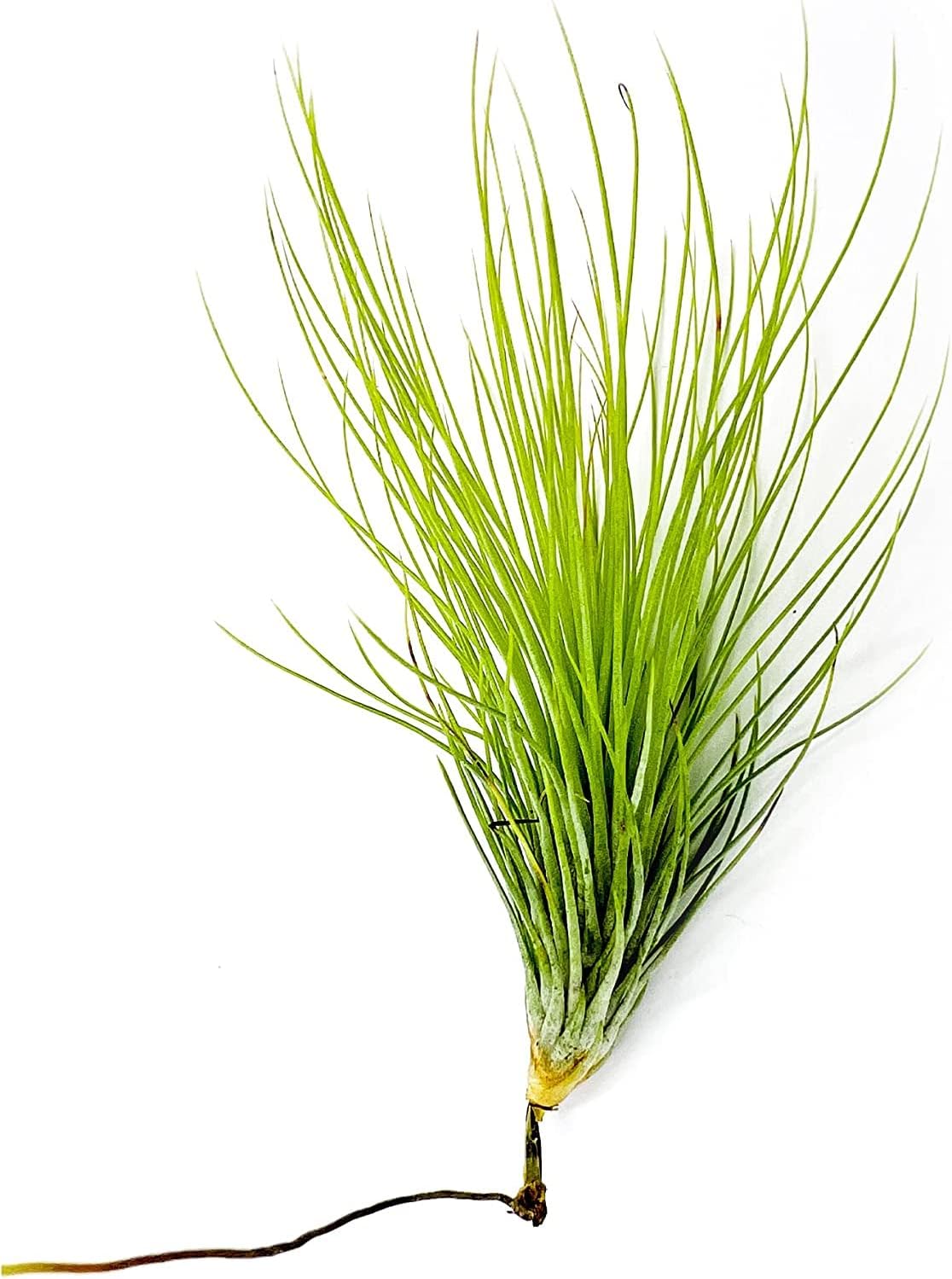 ragnaroc Air Plants - Tillandsia Andreana, Large 4-6" - 2ct - Live Arrival Gauranteed - House Plants for Home Decor & Gift
