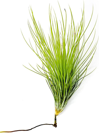 ragnaroc Air Plants - Tillandsia Andreana, Large 4-6" - 2ct - Live Arrival Gauranteed - House Plants for Home Decor & Gift