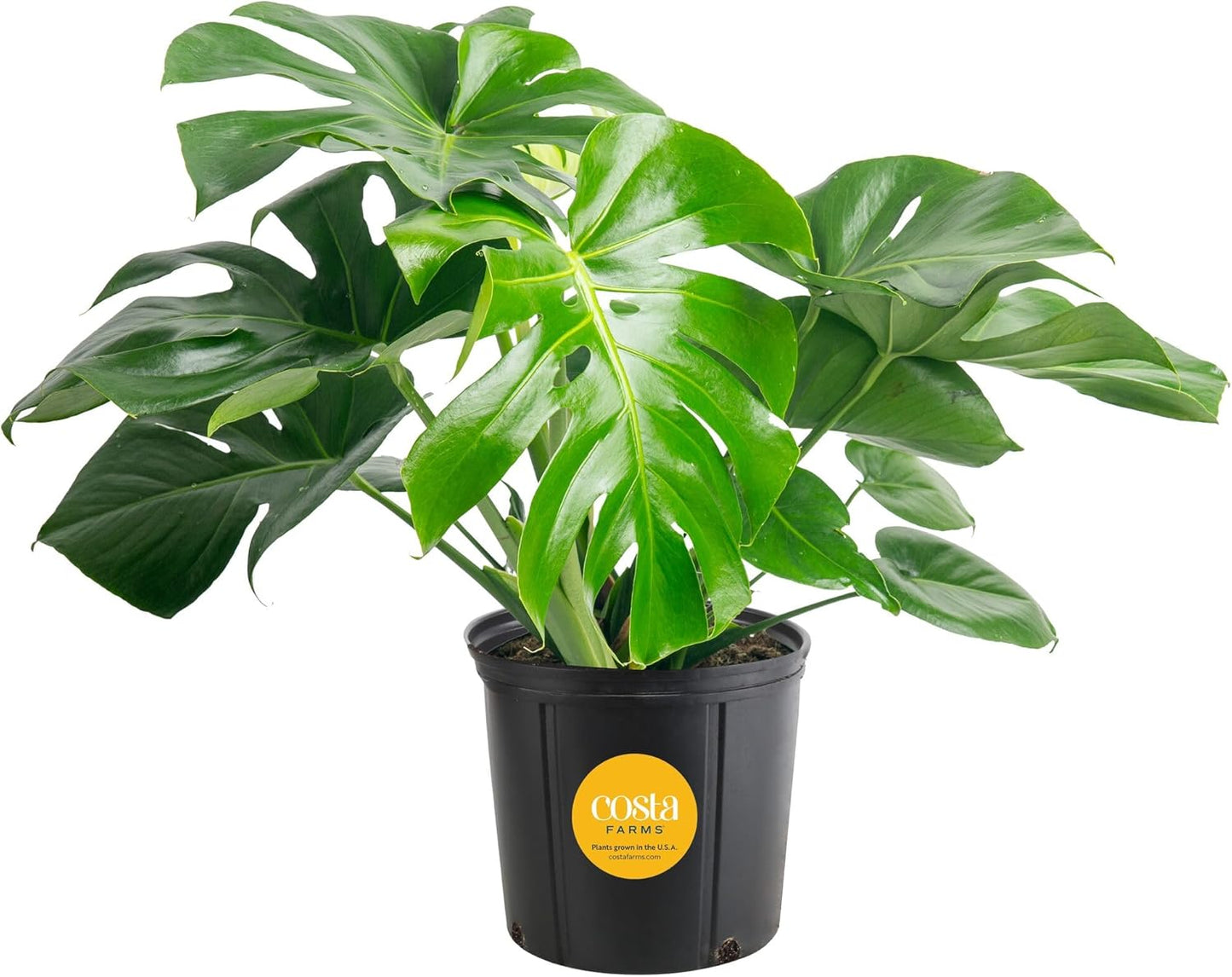 Costa Farms Monstera Swiss Cheese Plant, Live Indoor Plant, Easy to Grow Split Leaf Houseplant in Indoors Nursery Plant Pot, Housewarming, Decoration for Home, Office, and Room Decor, 2-3 Feet Tall