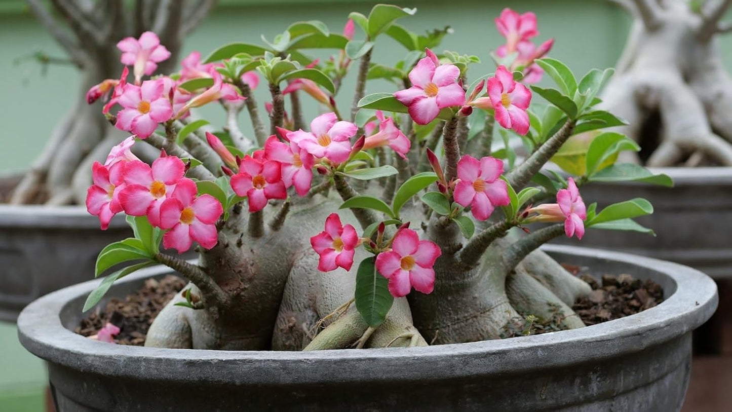 Gardenera Premium Desert Rose Potting Soil - Optimal Blend for Thriving Adenium Plants - 1 Quart