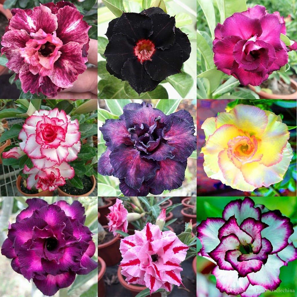 Organic Desert Rose Potting Mix by Gardenera - Nourish Your Adenium with The Finest Soil - 2 QUARTS