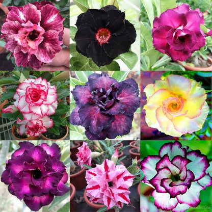 Gardenera Desert Rose Potting Mix - Crafted for Superior Performance and Stunning Blooms - 10 QUARTS