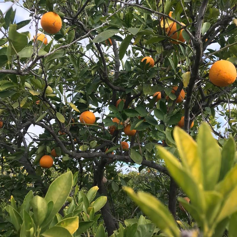 Mandarin Sweet Orange Tree, Murcott Tangerine Tree, Tangerine Tree 2 Feet Height in Pot, Tangerine Tree Live Plant, Live Tangerine Tree Plant No Ship to CA
