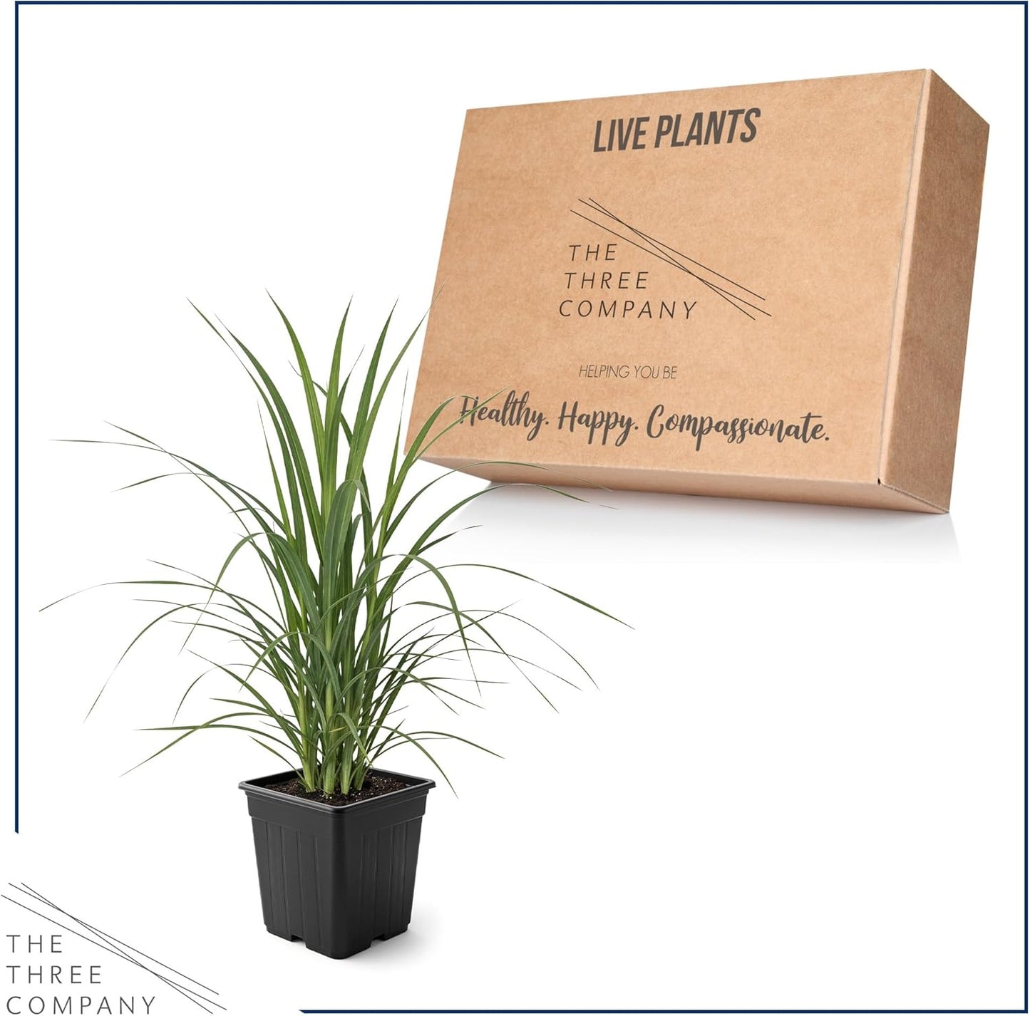 Live Pink Pampas Grass (Cortaderia selloana) - Showy Perennial Accent Plant - 12" Tall by 6" Wide in 1.5 Qt Pot