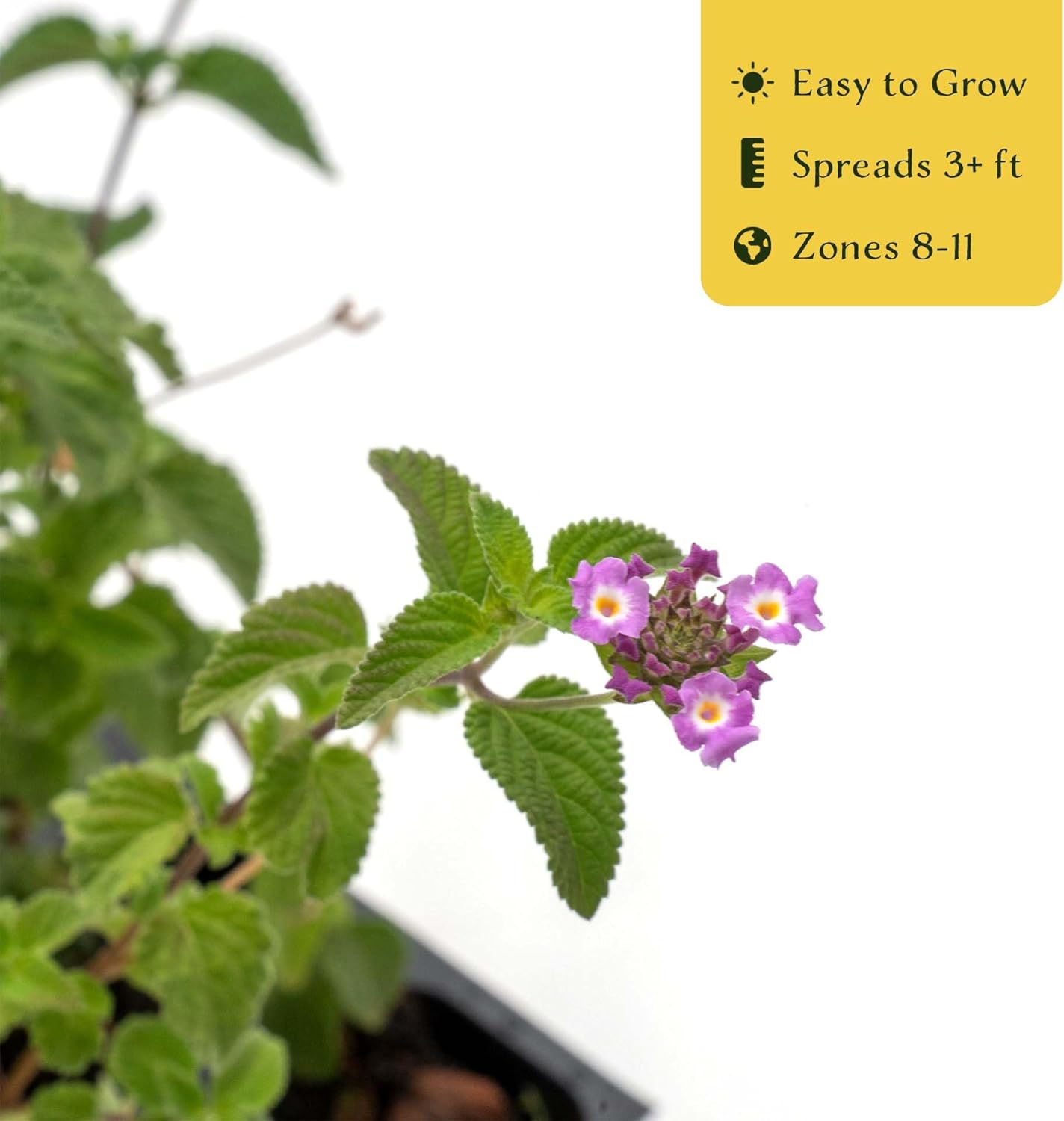 6 Lavender Lantana in 2.5” Nursery Cubes (Lantana montevidensis) | Evergreen Shrub for Hanging Baskets, Containers & Sunny Landscapes | Ready-to-Plant Live Starter Plants