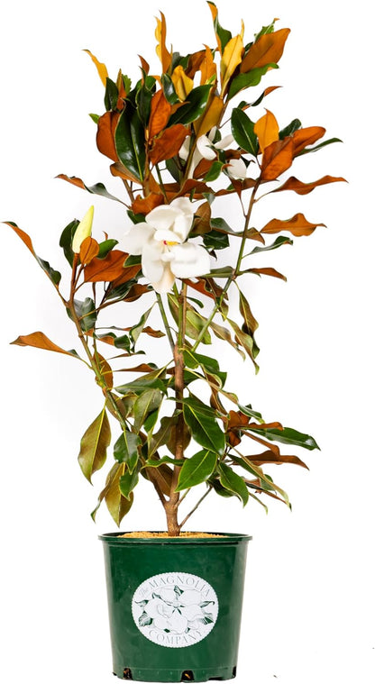Magnolia Tree Kay Parris Variation, Live Plant, Magnolia Flower Blooms, Easy Care, Perfect for Home Growers, Magnolia Bloom, 3-4 Feet Tall, by The Magnolia Company, Cannot Ship to CA, HI, AK, PR