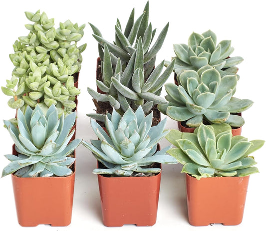 Shop Succulents Blue & Green Succulent Plant Pack Collection - Live Mini Succulent Plants, Low Maintenance, Mixture of Textures - Wedding and Party Favors, Gift & Garden, Pack of 9