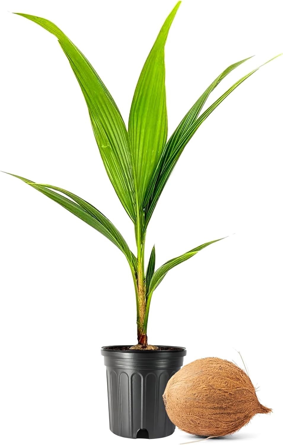 Coconut Palm | 2 Large Gallon Size Plants | Cocos nucifera | Tropical Landscaping, Indoor Tree, Patio Specimen, Air Purifying, Low Maintenance, Fast Growing, Exotic Houseplant, Lush Foliage