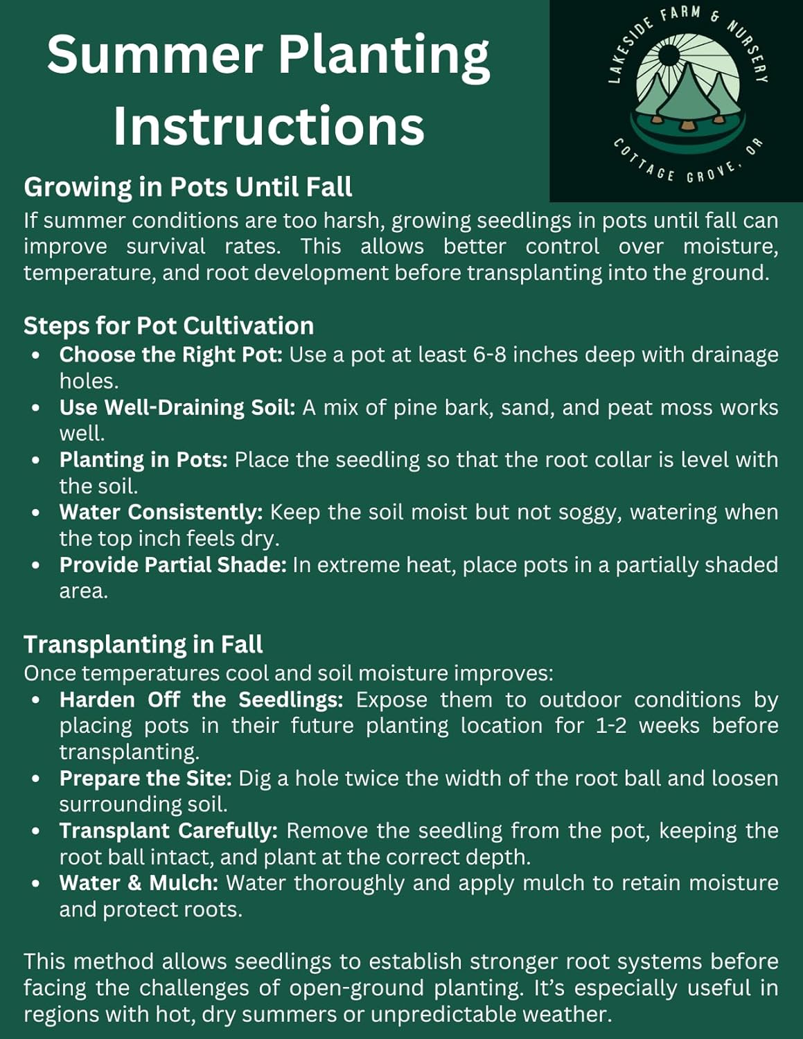 5 Ponderosa Pine Tree Seedlings- Native, Fast Growing, Animal Habitat (Approx. 1-2 feet in Height)
