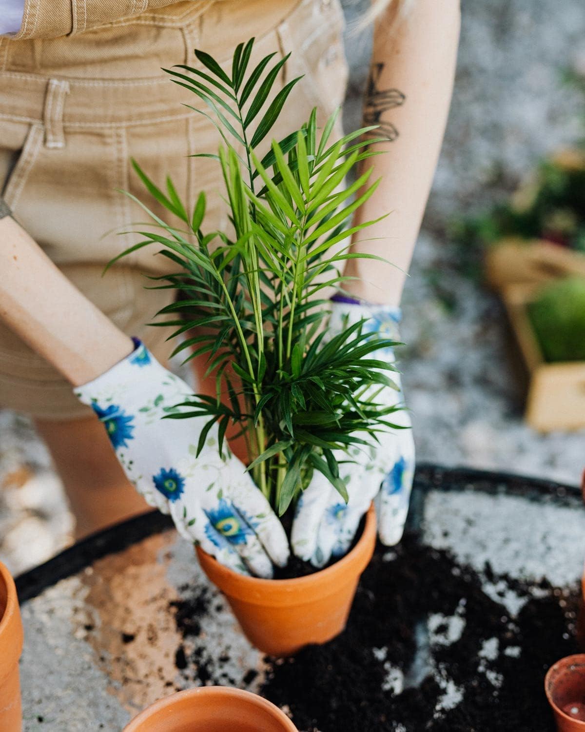 GARDENERA Palm Tree Potting Mix - The Ultimate Soil for Strong and Healthy Palms - Top Choice for Palm Tree Growers [1 Quart Bag]