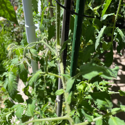 Garden Plant Stakes 48 Inch 4Ft Steel Plant Stick Support, 25 Pack Tomato Stakes for Growing Climbing Plants, Potted Plants, Tomatoes, Trees, Cucumber, Beans, Fences Poles