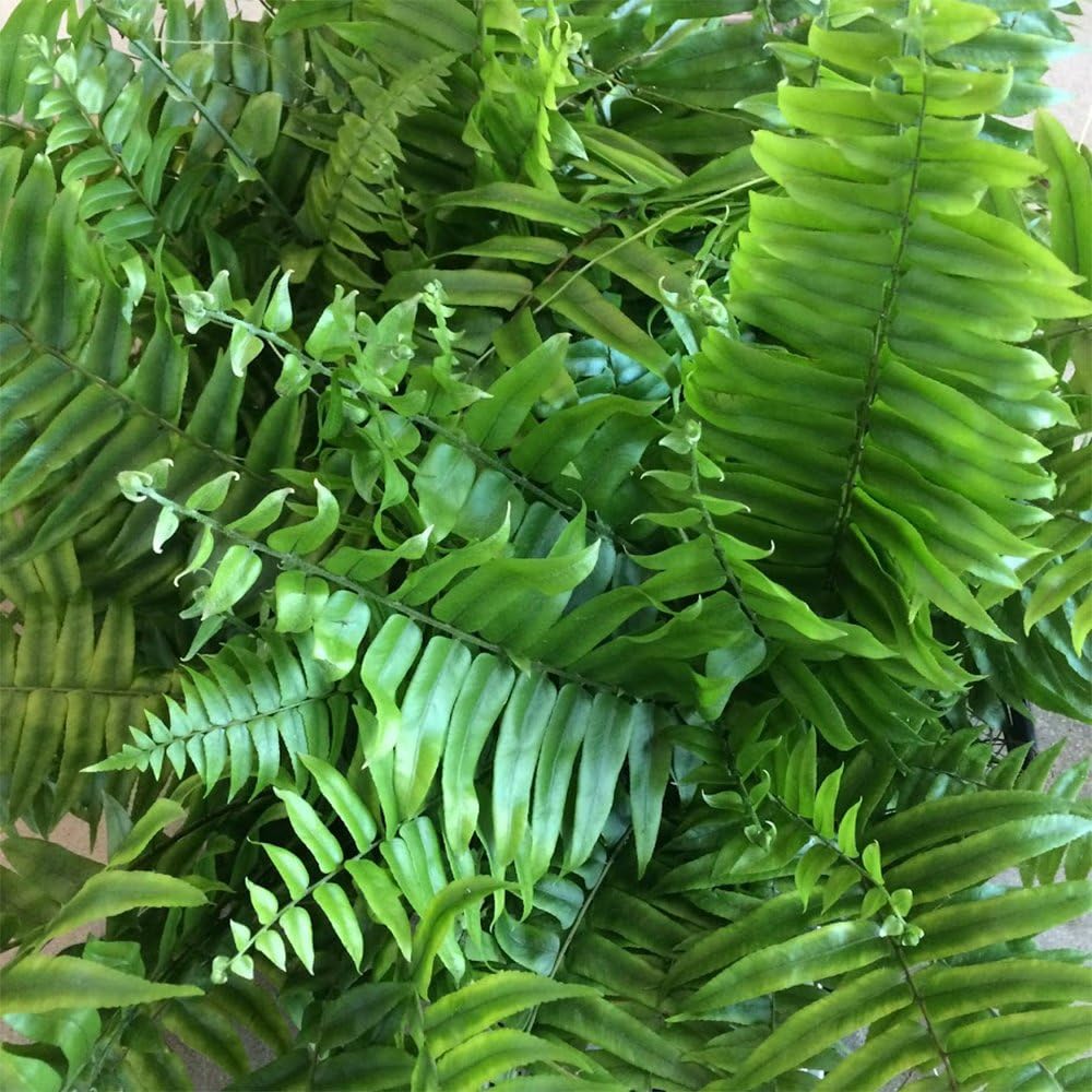 American Plant Exchange Macho Giant Sword Fern Plant – 6-Inch Pot – Live Hardy Air Purifying Fern, Medium Size Indoor/Outdoor Greenery for Home, Patio, or Garden Decor