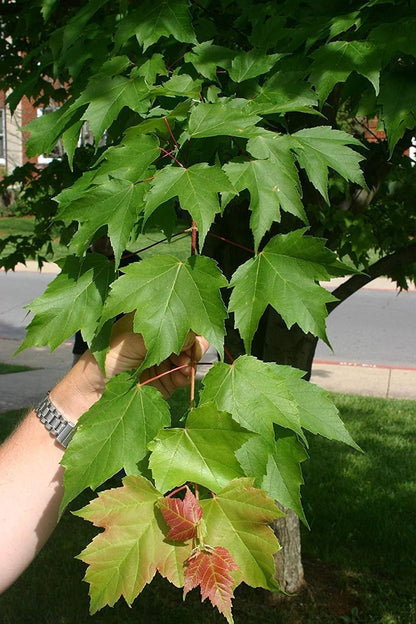 Red Maple Tree | 3 Live Trees | Acer rubrum | Native American Beauty Fast-Growing Shade Tree | Fall Foliage Wildlife-Friendly Habitat