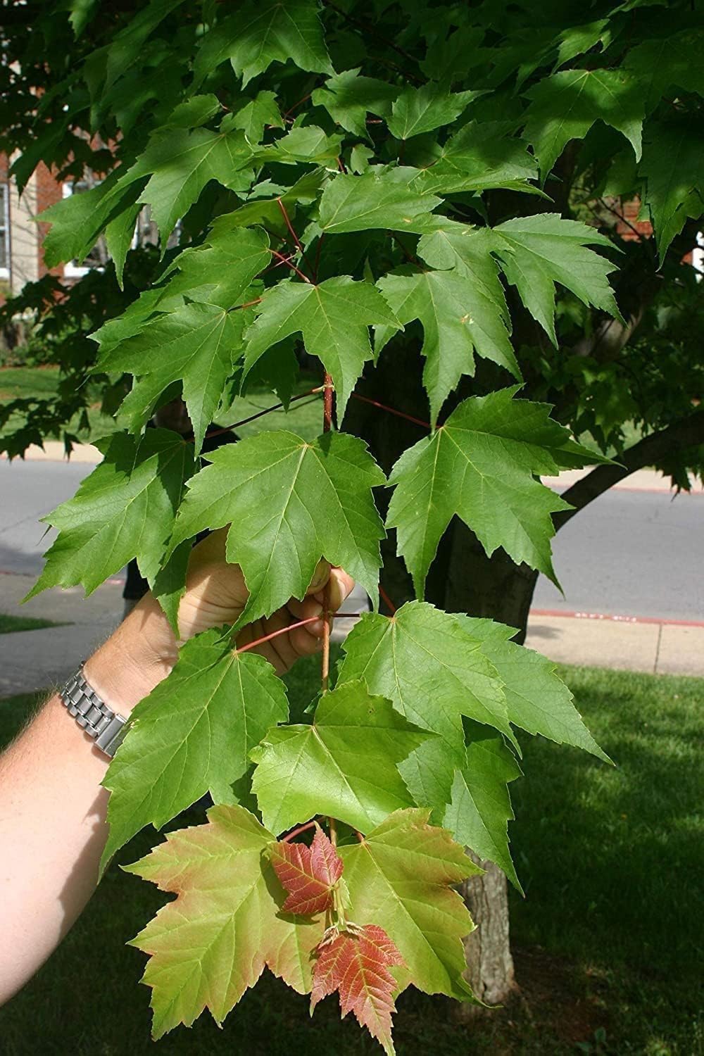 Red Maple Tree | 20 Live Trees | Acer rubrum | Native American Beauty Fast-Growing Shade Tree | Fall Foliage Wildlife-Friendly Habitat