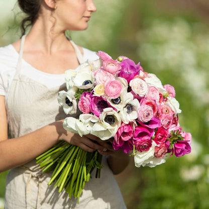 Eden Brothers Anemone & Ranunculus Bulbs - Moment in Time Mix