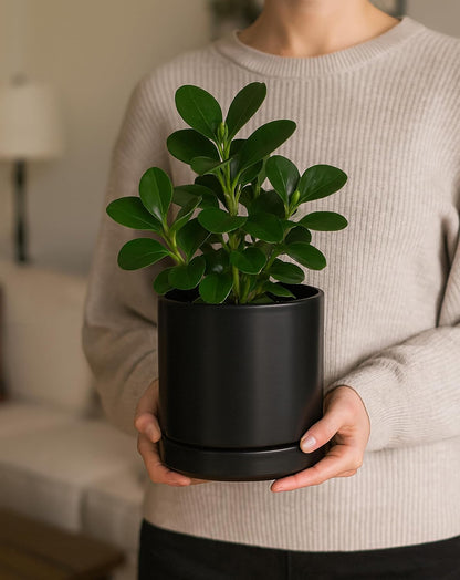 D'vine Dev 6.5 Inch Ceramic Planter Pot with Drainage Hole and Saucer, Indoor Cylinder Round Flower Pot, Black, 94-O-C-2