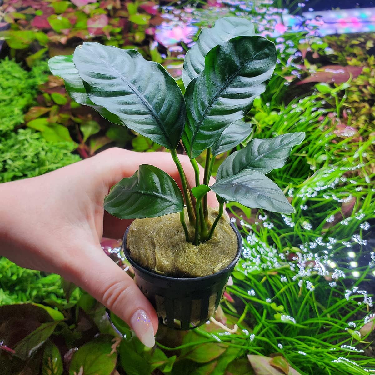 SubstrateSource Anubias Live Aquarium Plants - Potted Freshwater Plant for Fish Tanks, Terrariums - Beginner Friendly Low Light (Barteri Coffeefolia, 5 Pots)