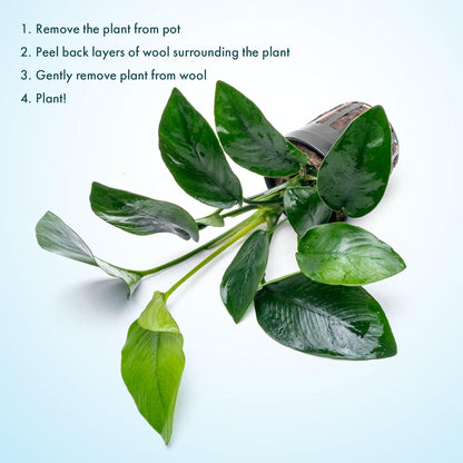 SubstrateSource Anubias Live Aquarium Plants - Anubias Nana Tropica (Anubias barteri Nana) - Low Light Epiphytic Rhizome for Foreground to Midground Freshwater Aquascapes, Dark Green Accent - Pot
