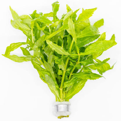SubstrateSource Live Plants - Japanese Cress (Cardamine lyrata) - Medium to High Light, Bright Green Accent for Midground to Background Freshwater Aquarium Aquascaping - Pot
