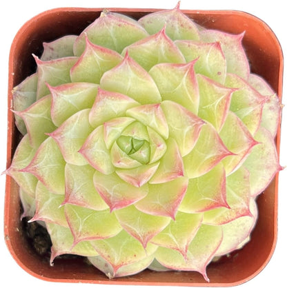 Sprout N Green Echeveria Red Line Queen, Rare Live Succulent Plant Fully Rooted in 2" Planter with Soil, Home Office Indoor Outdoor Wedding Decoration DIY Projects Party Favor