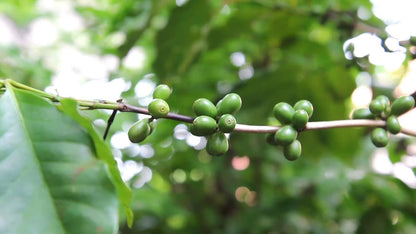 Seeds Flowers Arabian Coffee Tree Indoor - 5 Seeds