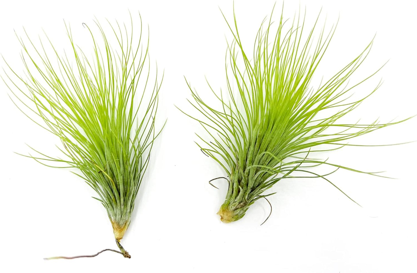 ragnaroc Air Plants - Tillandsia Andreana, Large 4-6" - 2ct - Live Arrival Gauranteed - House Plants for Home Decor & Gift