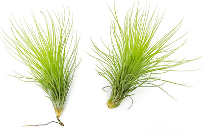 ragnaroc Air Plants - Tillandsia Andreana, Large 4-6" - 2ct - Live Arrival Gauranteed - House Plants for Home Decor & Gift