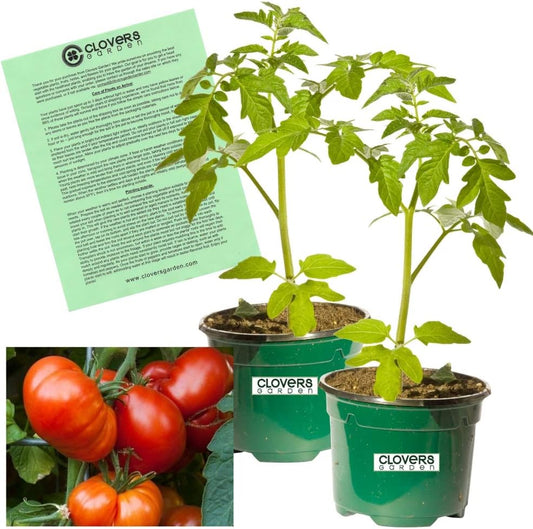 Clovers Garden Beefmaster Tomato Plants – Two (2) Live Plants – Non-GMO - Not Seeds - Each 4" to 8" Tall – in 4" Inch Pots – Indeterminate, Beefsteak