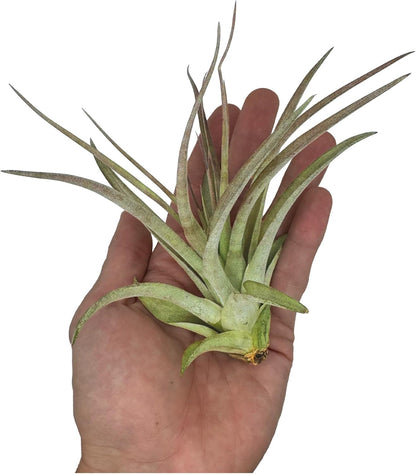 ragnaroc Air Plants - Tillandsia Brachycaulos Multiflora, Jumbo 5-7" - 2 ct - Live Arrival Guaranteed - House Plants for Home Decor & Gift