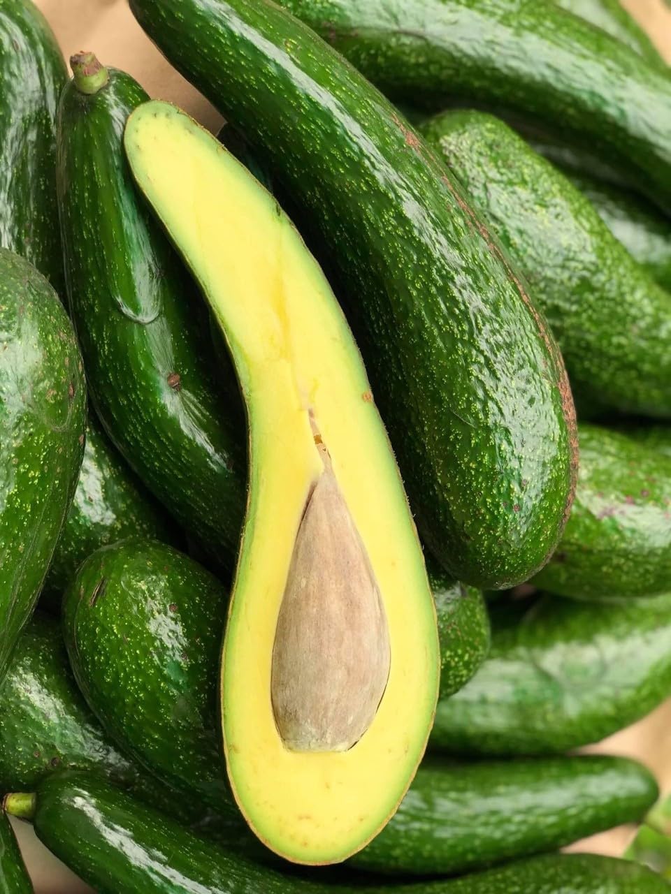 Avocado Trees Live Plant, 3 Gallon Pot, Grafted Avocado Tree, 2 Ft Long Avocado Fruits Plant, No Ship to CA
