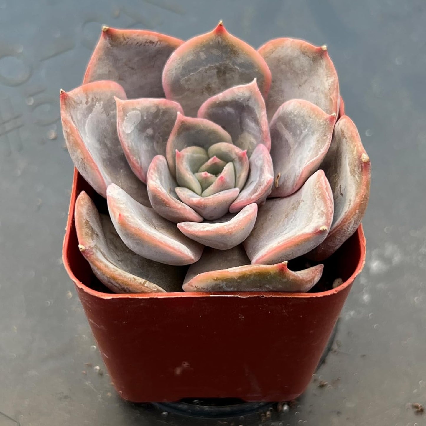 Sprout N Green Echeveria Fiona, 1 Live Mini Succulent Plant Fully Rooted in 2 inch Starter Pot, Real House for Indoor Outdoor Home Office Wedding Decoration Party Favor