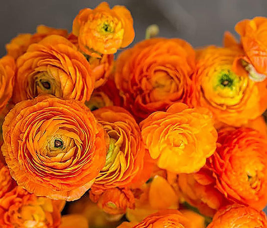 Orange French Peony Ranunculus - 12 Largest Size Corms, Premium Ranunculus Bulbs, Vibrant Orange Flowers, Ideal for Garden Beds, Spring Planting, Stunning Peony-Like Blooms