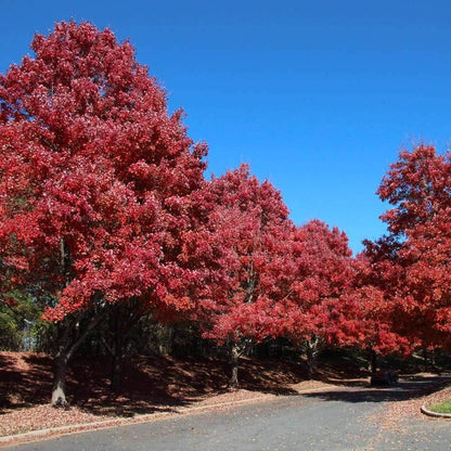 Brighter Blooms - October Glory Red Maple Tree, 5-6 ft, No Shipping to AZ
