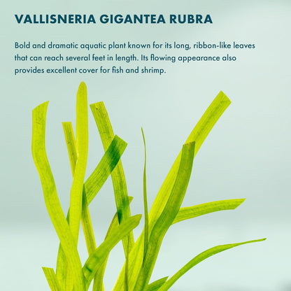 SubstrateSource Live Plant - Tall Grass, Red Jungle Vallisneria - Easy Care, Moderate to High Light, Reddish Green Accent, Freshwater Aquatic Plant for Aquascaping - Lead Bunch